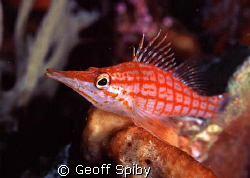 long-nosed hawkfish by Geoff Spiby 
